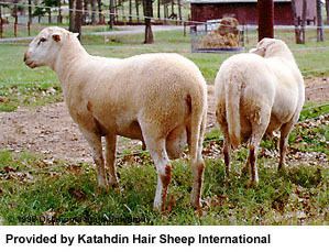 Katahdin sheep wwwansiokstateedubreedssheepkatahdinkata2jpg