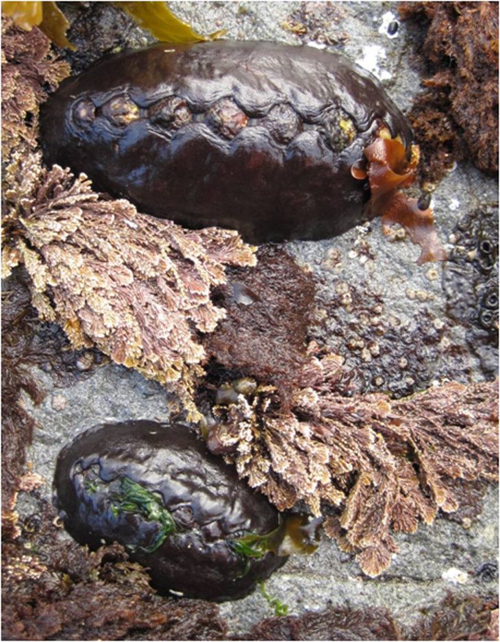 Katharina tunicata Pacific Rocky Intertidal Monitoring Trends and Synthesis