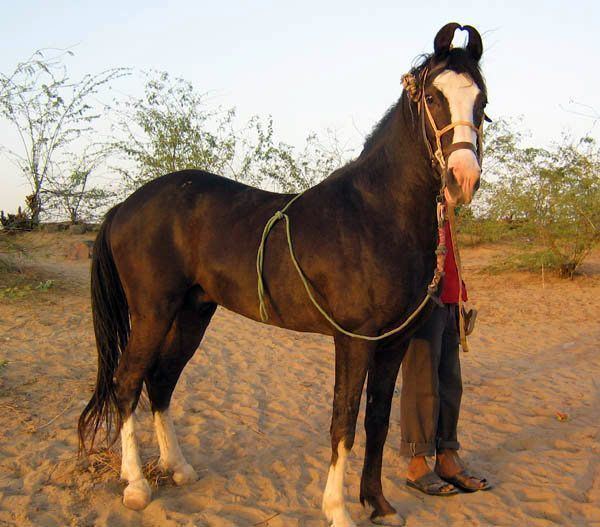 Kathiawari 1000 images about India39s Kathiawari Horse on Pinterest Loyalty