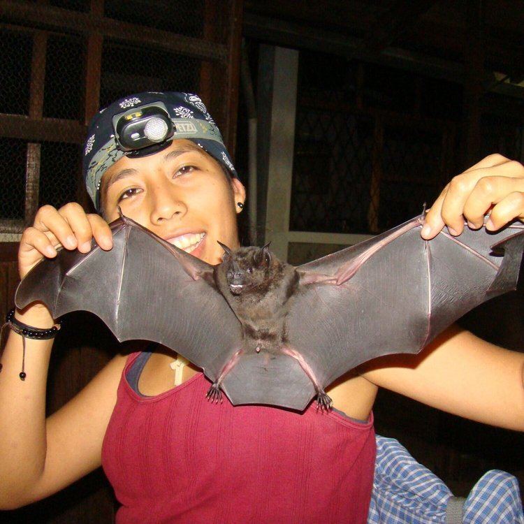 Holy biodiversity! Bat biologist Kathrin Barboza discusses protecting  Bolivia's nocturnal flyers — Assembly | Malala Fund