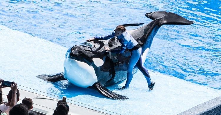 Katina (orca) Katina Orca Profiles SeaWorld Cares
