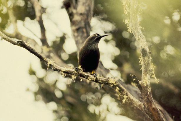 Kauaʻi ʻōʻō Save our sounds Treasure trove of British noises could be lost