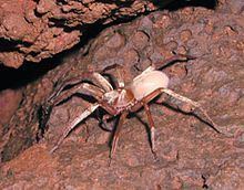 Kauaʻi cave wolf spider httpsuploadwikimediaorgwikipediacommonsthu
