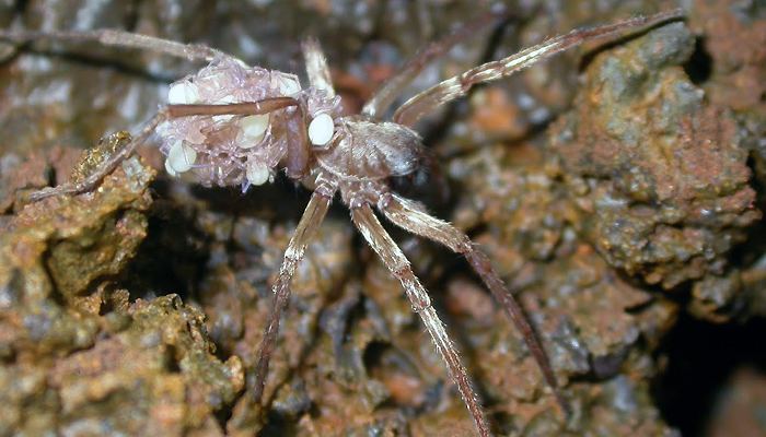 Kauaʻi cave wolf spider Endangered Species News Bulletin