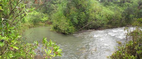 Kaukonahua River hawaiianforestcomwpwpcontentuploads201204K