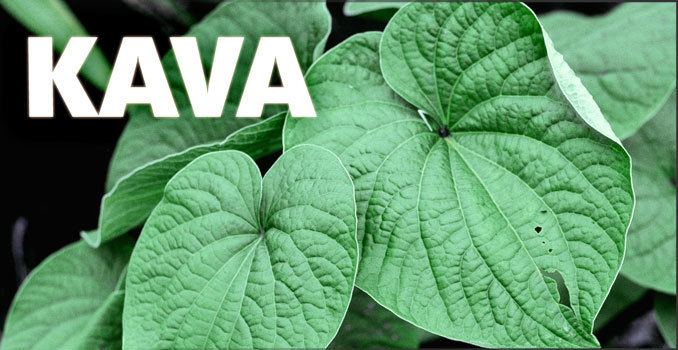 Kava Kava from Ceremonial Drink to Modern MoodBooster Smart Drug