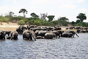 Kavango–Zambezi Transfrontier Conservation Area httpsuploadwikimediaorgwikipediacommonsthu