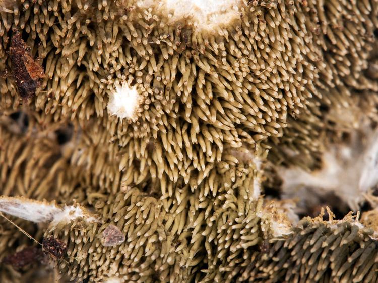 Kavinia California Fungi Kavinia alboviridus