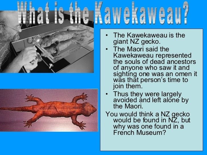 Kawekaweau Kawekaweau