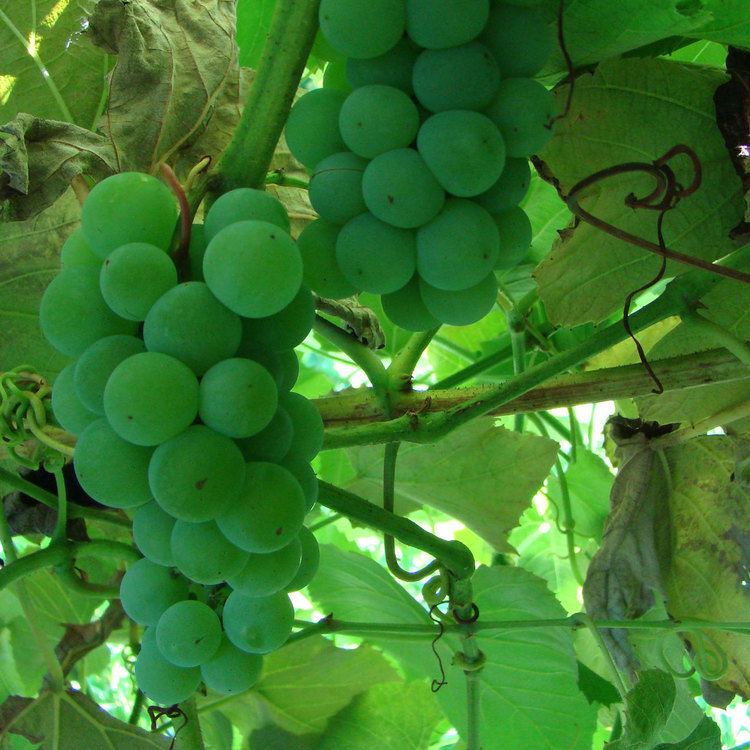 Kay Gray Buy Kay Gray Grape Vines For Sale Double A Vineyards