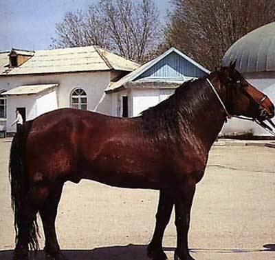 Kazakh horse wwwhorsebreedspicturescomwpcontentuploads201