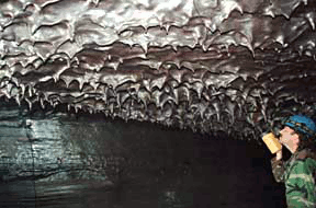 Kazumura Cave KAZUMURA CAVE TOURS