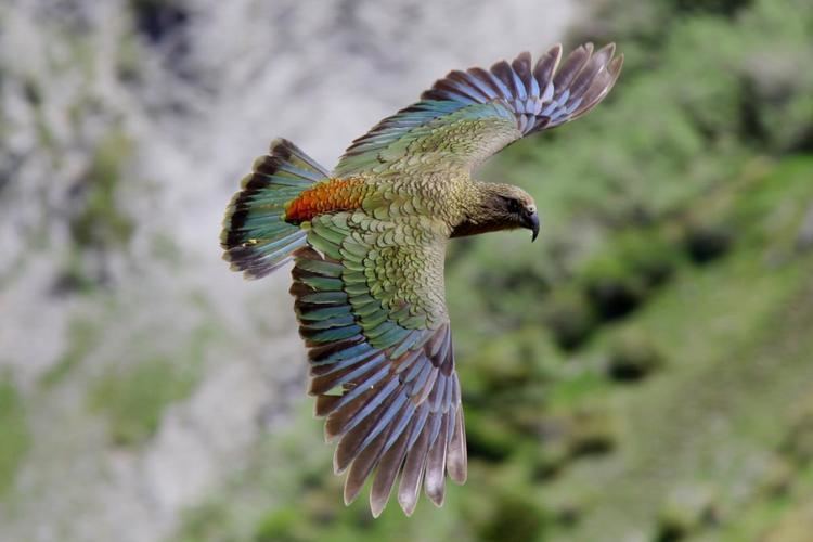 Kea Kea New Zealand Birds Online