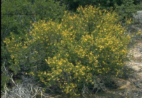 Keckiella antirrhinoides Yellow Bush Snapdragon