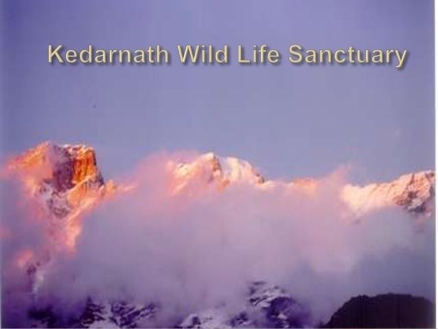 Kedarnath Wildlife Sanctuary Kedarnath Wildlife Sanctuary Indian Wildlife Club Ezine July 2013