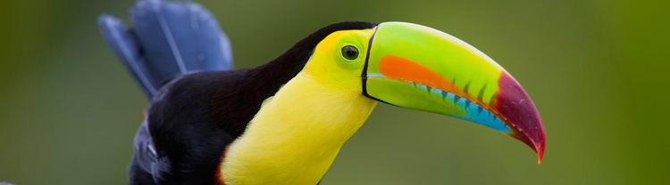 Keel-billed toucan Keelbilled Toucan Ramphastos sulfuratus Rainforest Alliance
