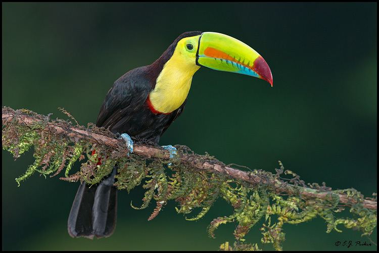 Keel-billed toucan Keelbilled Toucan Page