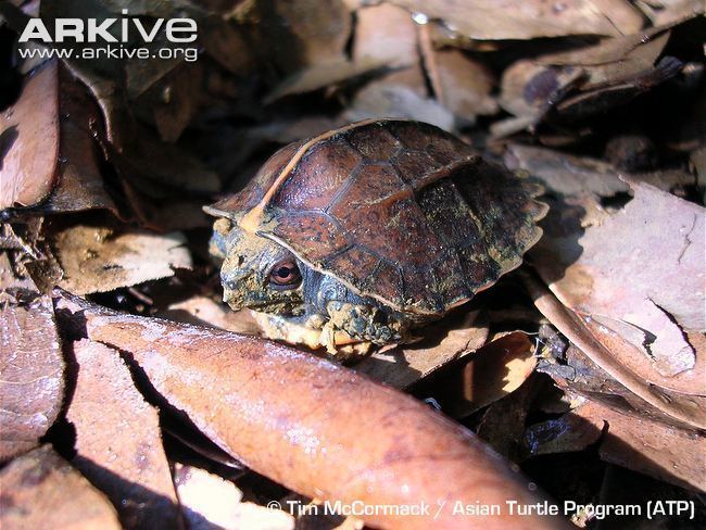 Keeled box turtle Keeled box turtle videos photos and facts Cuora mouhotii ARKive