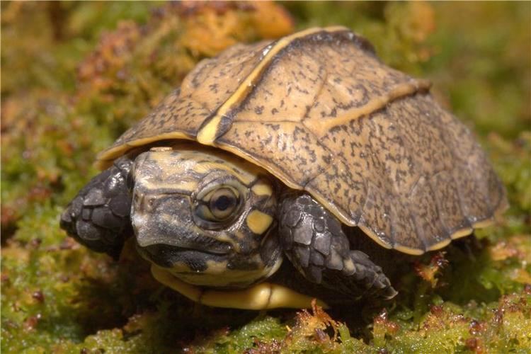 Keeled box turtle Endangered Keeled Box Turtle Hatches At The Tennessee Aquarium