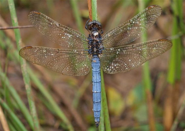 Keeled skimmer Keeled Skimmer Orthetrum coerulescens Yorkshire Dragonfly Group