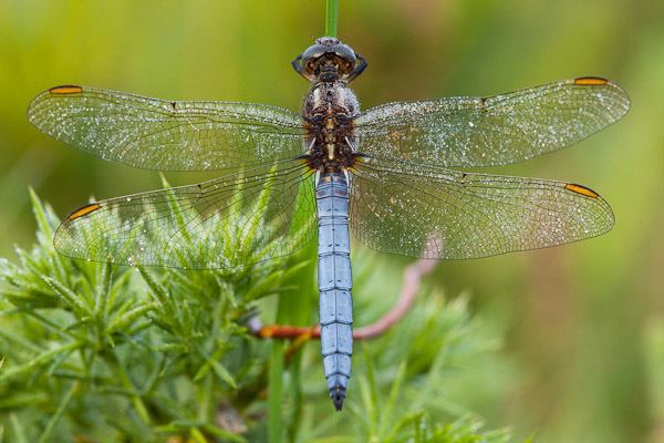 Keeled skimmer Dave Kilbey Photography Dragonfly and damselfly images Keeled