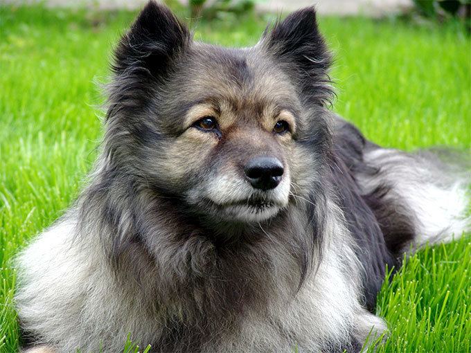 Keeshond Keeshond Dog Breed Information Pictures Characteristics amp Facts