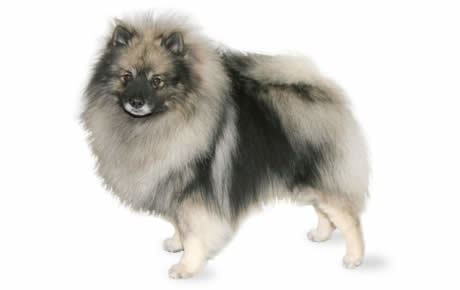 Keeshond Keeshond Dog Breed Information Pictures Characteristics amp Facts