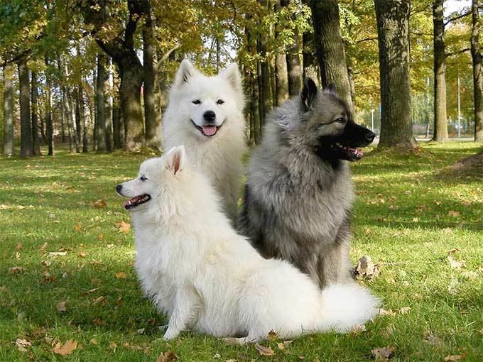 Keeshond Keeshond Dog Breed Information Pictures Characteristics amp Facts