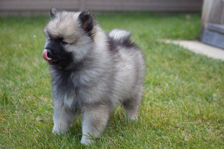 Keeshond Keeshond Dog Breed Information American Kennel Club