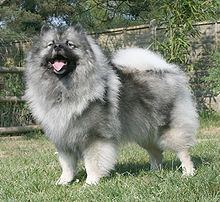 Keeshond Keeshond Wikipedia