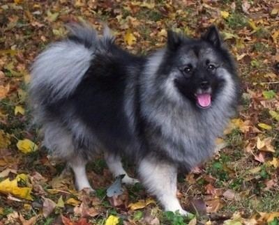 Keeshond Keeshond Dog Breed Information and Pictures