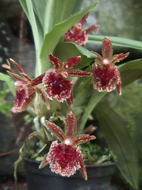 Kefersteinia (plant) Woodstream Orchids