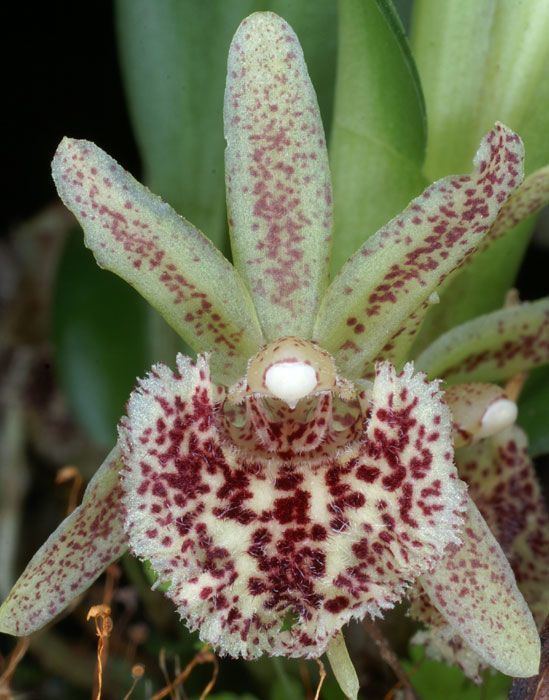 Kefersteinia (plant) 1000 images about Orquideas on Pinterest Orchid flowers Vanda
