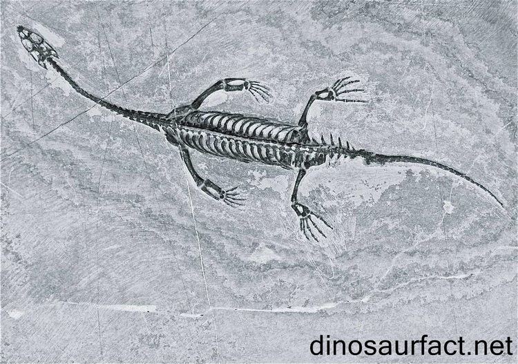 Keichousaurus Keichousaurus dinosaur