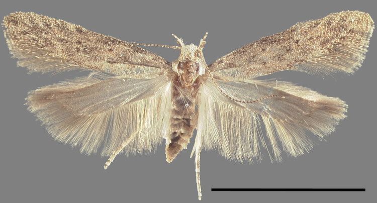 Keiferia lycopersicella Microlepidoptera on Solanaceae Fact Sheet ltemgtKeiferia