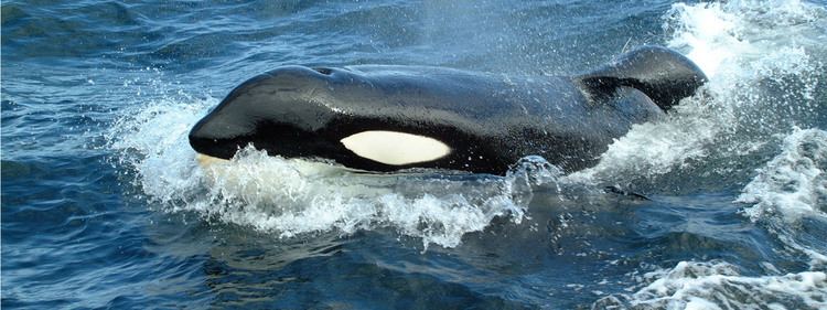 Keiko (orca) Campaigns Keiko Whale Rescue International Marine Mammal Project