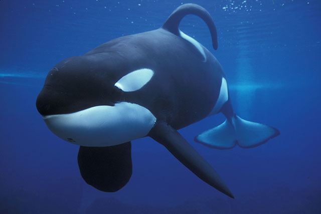 Keiko (orca) Keiko the Killer Whale from 39Free Willy39 and His Controversial Death