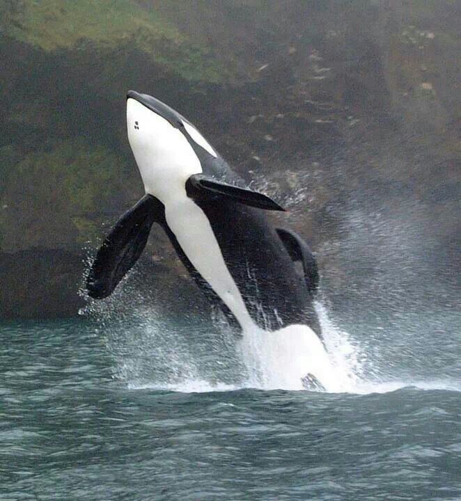 Keiko (orca) 1000 ideas about Keiko Orca on Pinterest