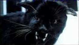 Kellas cat Is the Kellas Cat Scotland39s own Black Panther