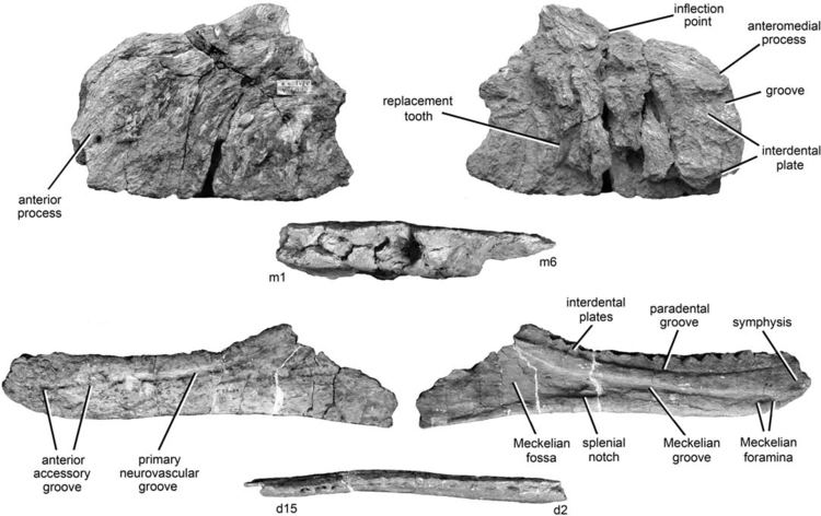 Kelmayisaurus Kelmayisaurus Wikipedia