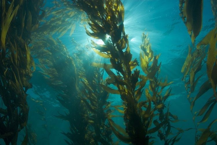 Kelp 1000 images about Landscapes gt Kelp forests on Pinterest Keystone