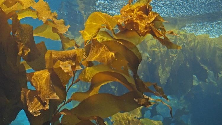 Kelp Featured Horse Food Ingredient of the Month Tasco Kelp Muenster