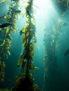 Kelp wwwglobalhealingcentercomnaturalhealthwpcont