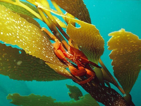 Kelp Kelp Garden Photos National Geographic