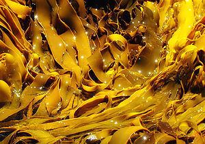 Kelp Kelp Wikipedia