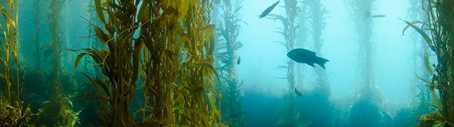 Kelp Kelp Benefits Boost Your Health with Seaweed