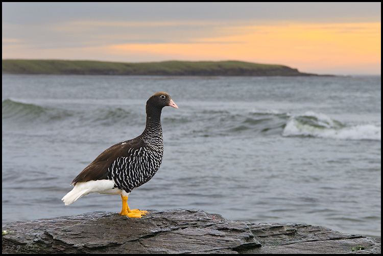 Kelp goose Kelp Goose Page