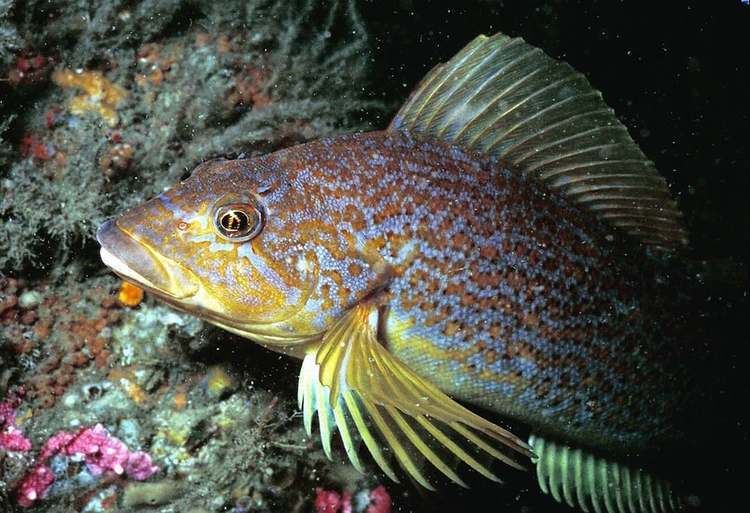 Kelp greenling Taxonomy of Race Rocks Kelp Greenling