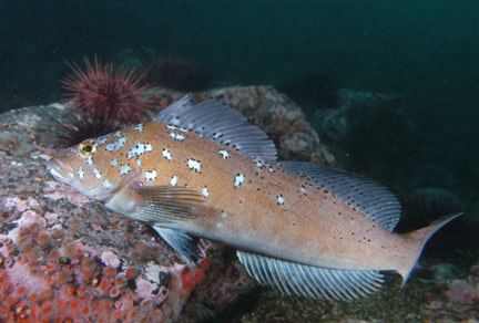 Kelp greenling Kelp greenling