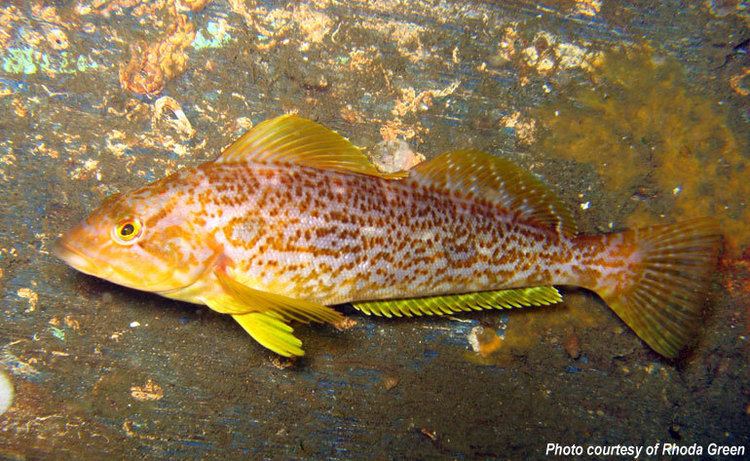 Kelp greenling Olympic Coast Library Female Kelp Greenling